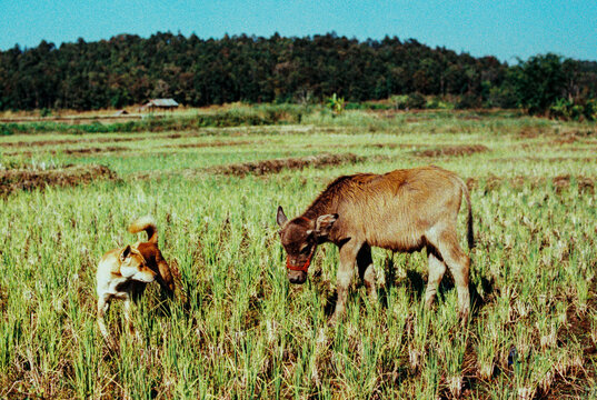 Dog and Buffalo in the Rice Field
