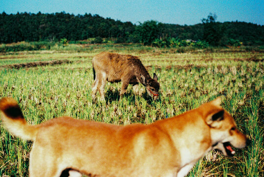 Dog and Buffalo in the Rice Field