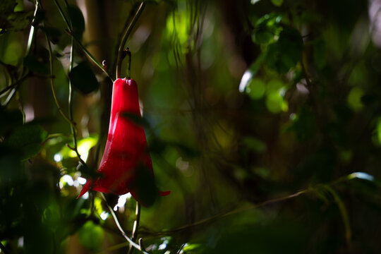 Flor end&eacute;mica chilena llamada Copihue con su caracter&iacute;stico color rojo siendo iluminada por la luz del sol.

