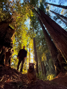 man walking dog in redwood forest