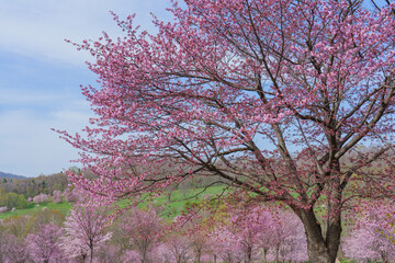 Naklejka premium 満開の桜並木と新緑の丘 春の美しい自然風景