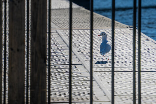 Una gaviota posada sobre un muelle enmarcada por una cerca. 