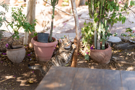 Cat at Karnka Temple, Luxor, Egypt