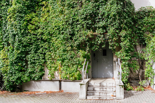 The entrance to the apartment building, covered with vines.