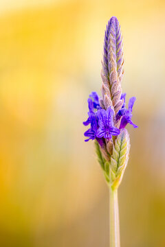 Close up View of a Purple Lavender Flower in a Field During Daylight