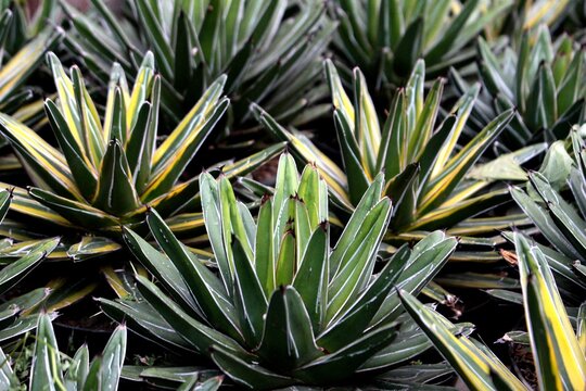 Agave victoriae-reginae Queen Victoria agave rosette with white variegation and red spines, overhead macro botanical photography