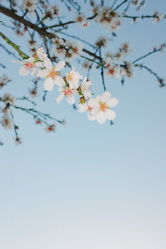 White Spring flowers against blue sky. Flash