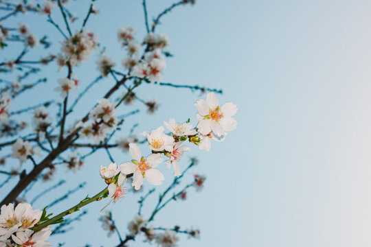 White Spring flowers against blue sky. Flash