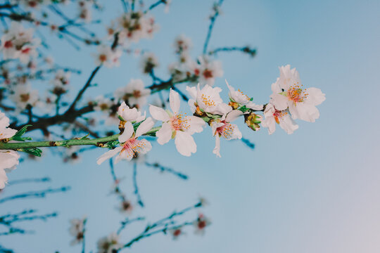 White Spring flowers against blue sky. Flash