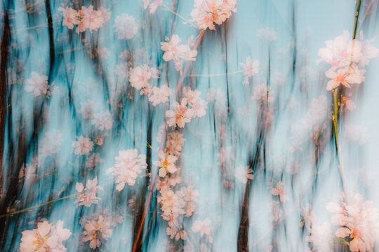 White Spring flowers in movement. Flash