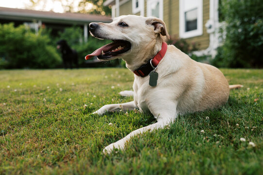 happy dog relaxing on lawn at home