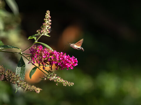 Hummingbird Hawk-Moth Hovering Near a Pink Butterfly Bush