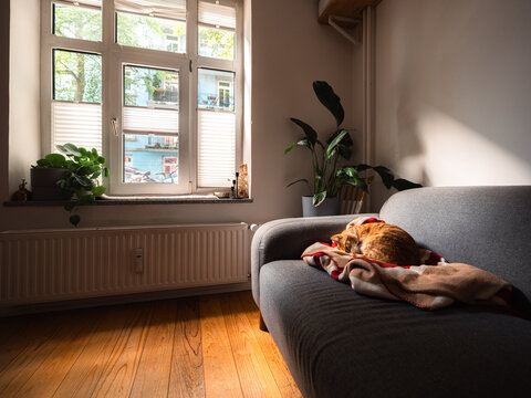 Ginger Cat Napping on a Grey Sofa in a Sunlit Living Room
