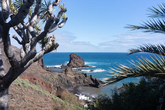 Roque Bermejo bay framed by drago