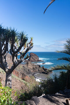 Roque Bermejo cove with drago tree
