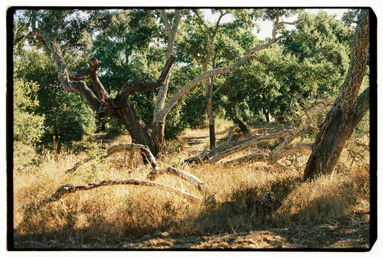 Sunlit oak woodland with twisted tree trunks