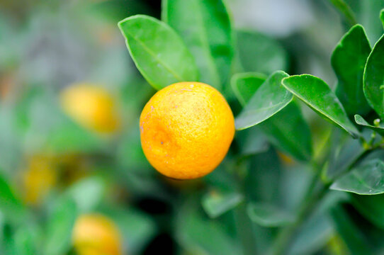 citrus japonica thunb, Citrus madurensis Lour or Citrus microcarpa Bunge or cumquats or  kum quat or Kumquats or rutaceae or orange tree or small orange