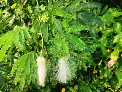White Powder Puff Flower (Calliandra portoricensis) with fluffy white stamens and delicate green leaves on a natural blurred background.
