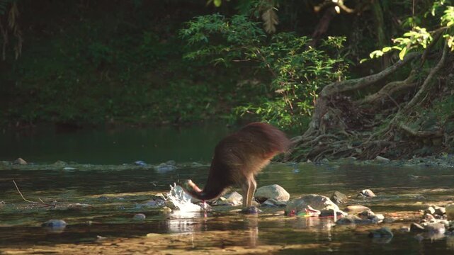 Wild Cassowary In The Daintree Rainforest