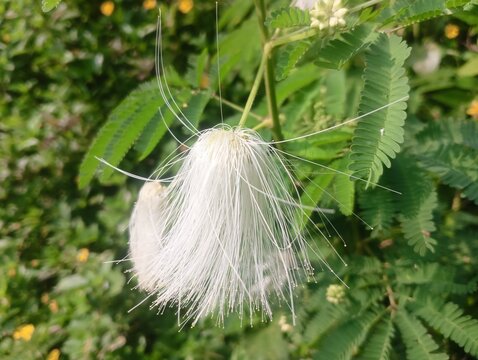 White Powder Puff Flower (Calliandra portoricensis) with fluffy white stamens and delicate green leaves on a natural blurred background.
