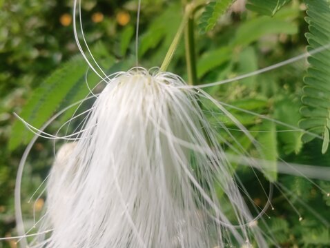 White Powder Puff Flower (Calliandra portoricensis) with fluffy white stamens and delicate green leaves on a natural blurred background.
