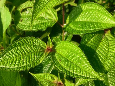 Close-up of vibrant green Clidemia hirta (Miconia crenata) leaves, also known as Soapbush or Koster's Curse, showing distinctive parallel veins and textured surface in a tropical rainforest setting.