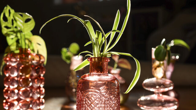 Sunlit Propagations on Wooden Table