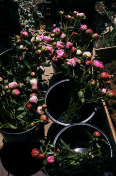 peony flowers standing in buckets in sun so they open and bloom