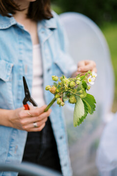 flower farmer harvesting strawberry on farm in may in massachusetts
