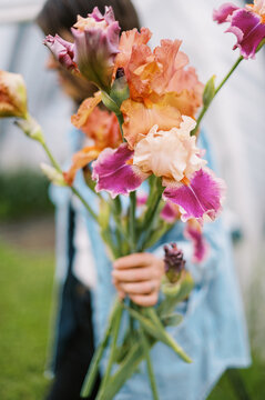 flower farmer harvesting iris on her farm in may in massachusetts