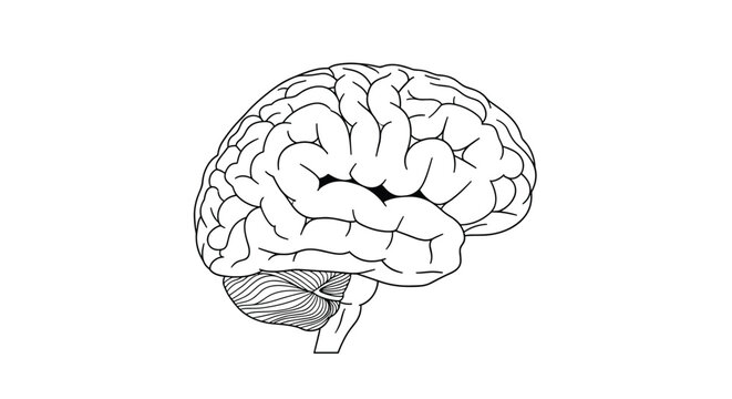 Detailed black and white line art illustration of the human brain showing different lobes and the cerebellum.