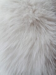 Close-up of soft white and brown animal fur texture background © Din_Wic