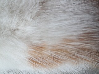 Close-up of soft white and brown animal fur texture background © Din_Wic