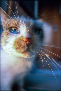 Close-up of a cat