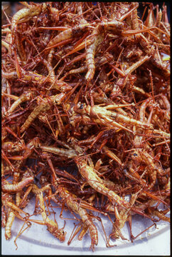 Fried grasshoppers for sale