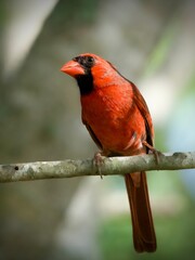 Obraz premium Northern cardinal 