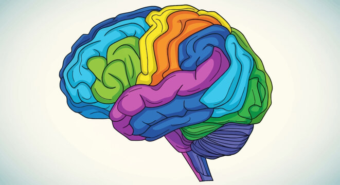 A vibrant, color-coded illustration of the human brain, showing different lobes and regions in a stylized graphic.