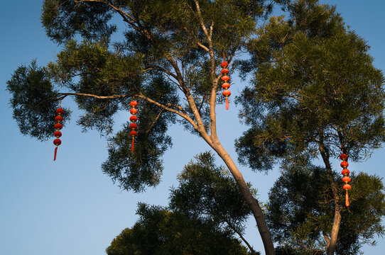 Happy Lunar New Year