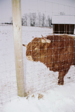 Highland Cow Behind Wire Fence in Snowy Winter Farm