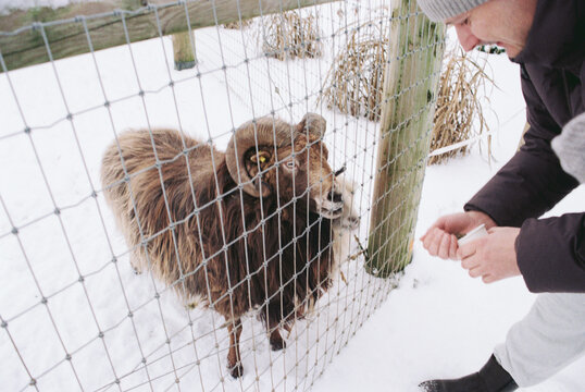 Person Feeding Horned Ram Through Fence in Snowy Farm