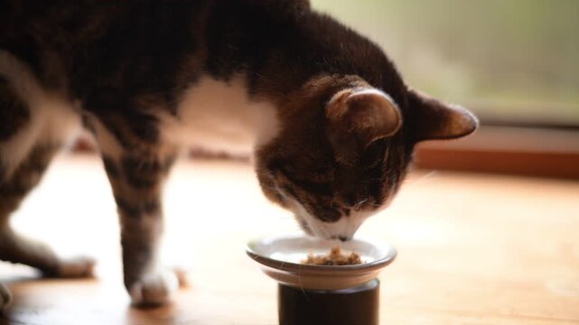 かつおフレークを食べるキジ猫