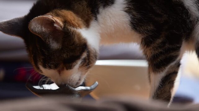 かつおフレークを食べるキジ猫