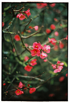 Pink spring blossoms on delicate branches