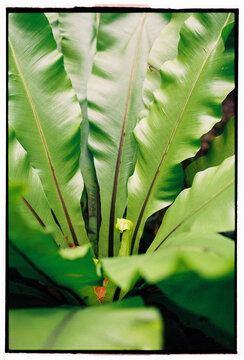 Large tropical leaves in soft natural light