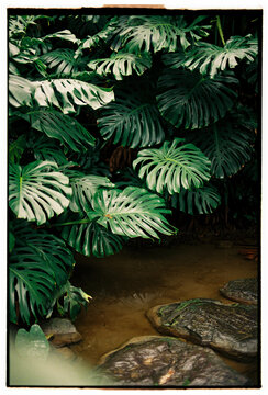 Lush monstera leaves over tropical garden pond