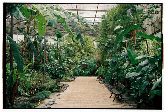 Tropical greenhouse pathway with lush foliage