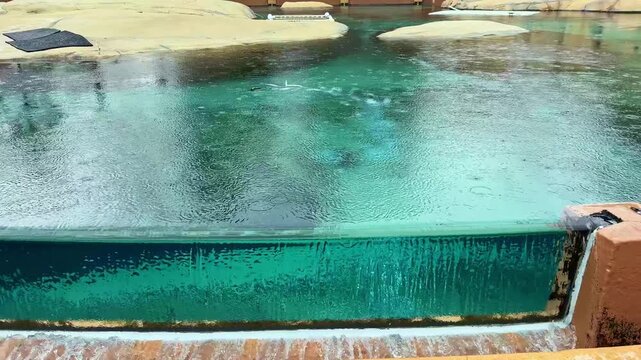Rain falls on a pool at a zoo exhibit. Water flows into the pool as the surrounding area is wet and animals are likely nearby. Visitors may observe the scene while staying dry.