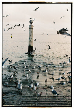 Seagulls gathering by riverside pier
