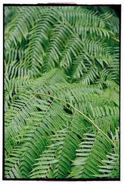 Detailed green fern fronds natural pattern