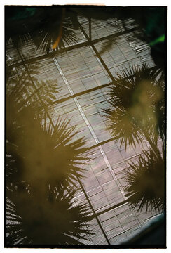 Palm silhouettes beneath greenhouse ceiling reflection on water